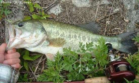 �֥�å��Х�