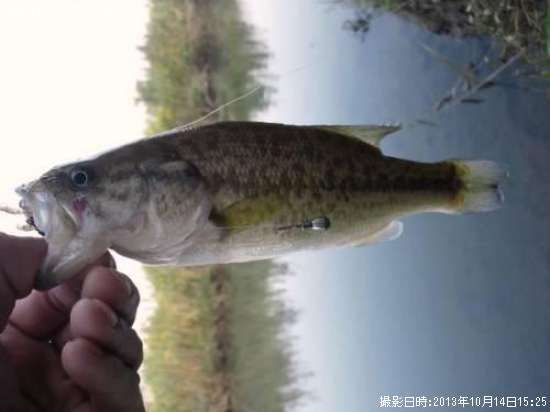 �֥�å��Х�