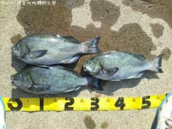 �����᥸��