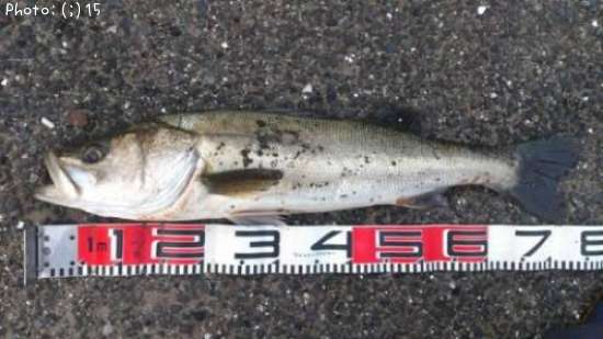 �����Ф�