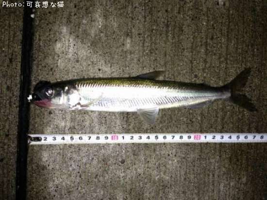 ���奦�ꥦ��