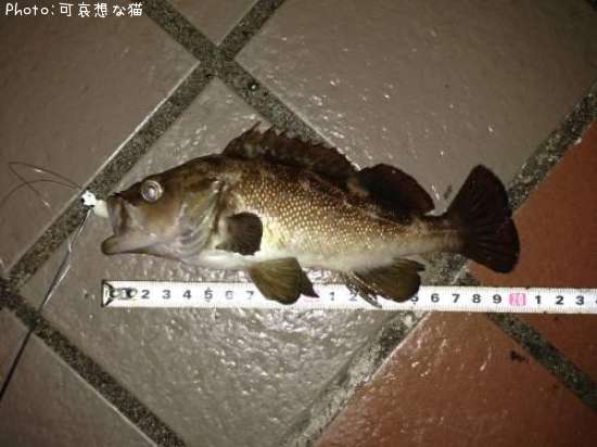 ������Х�