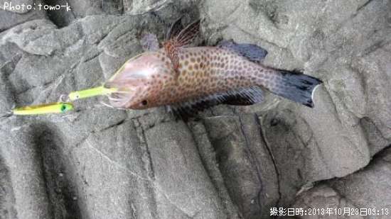 �����ϥ�