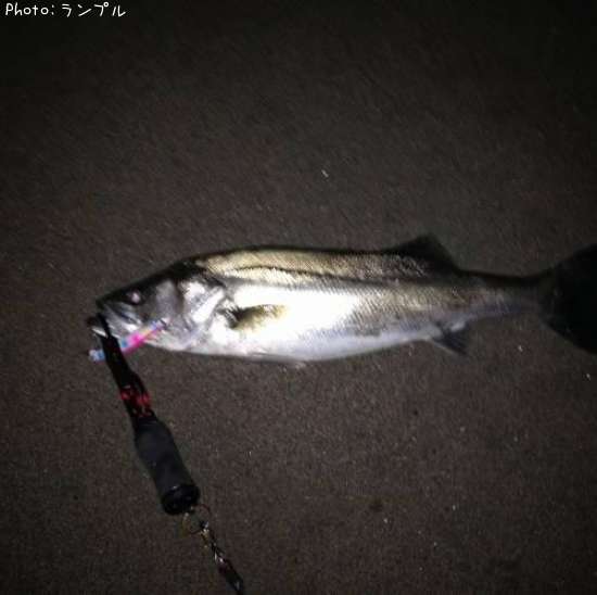 �����Х�