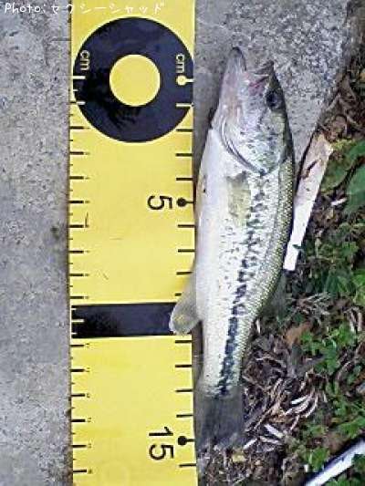 �֥�å��Х�