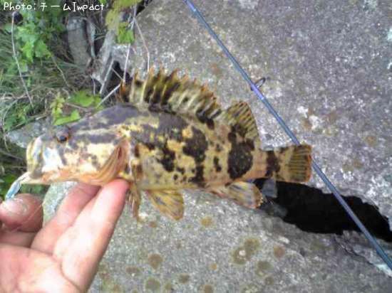 �����Υ���Х�