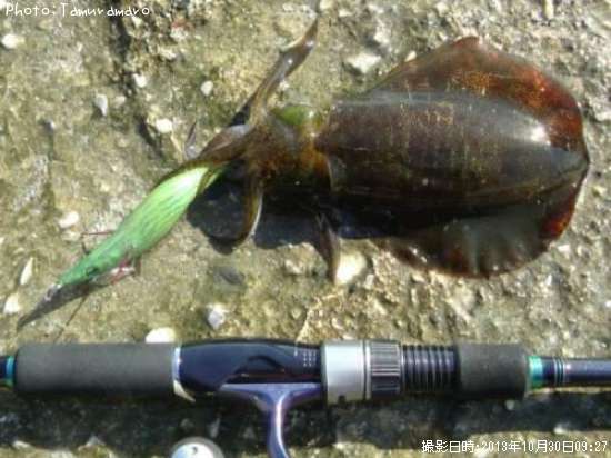 �����ꥤ��