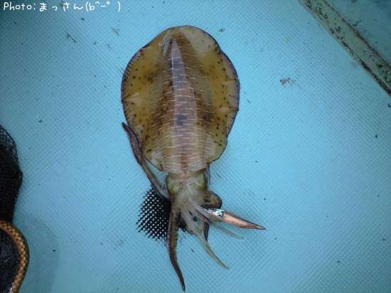 �����ꥤ��