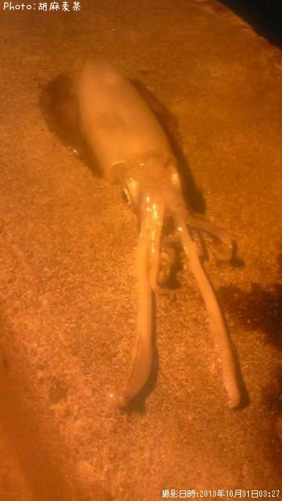 �����ꥤ��