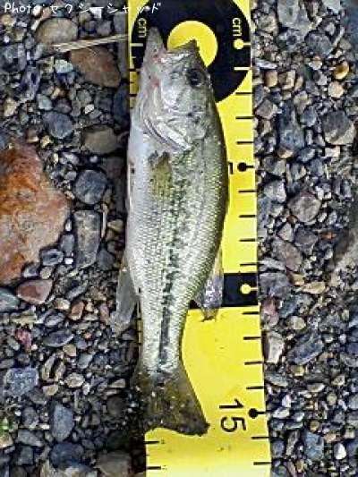 �֥�å��Х�