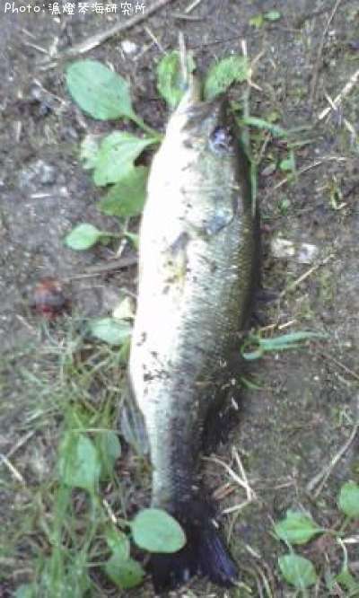 �֥�å��Х�