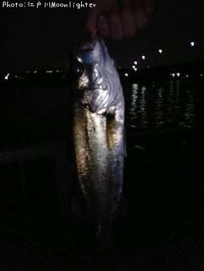 �����Х�