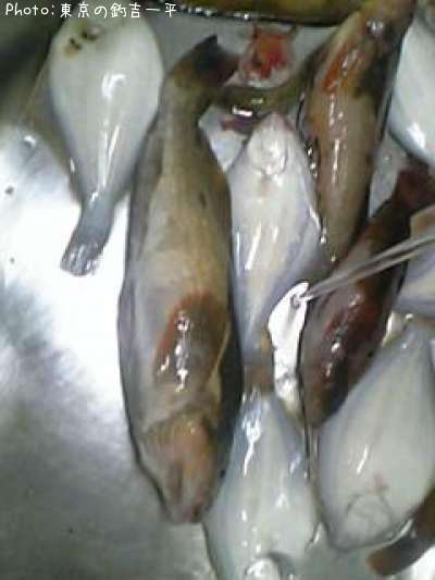 �����ʤ�