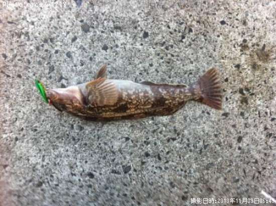 �����ʥ�