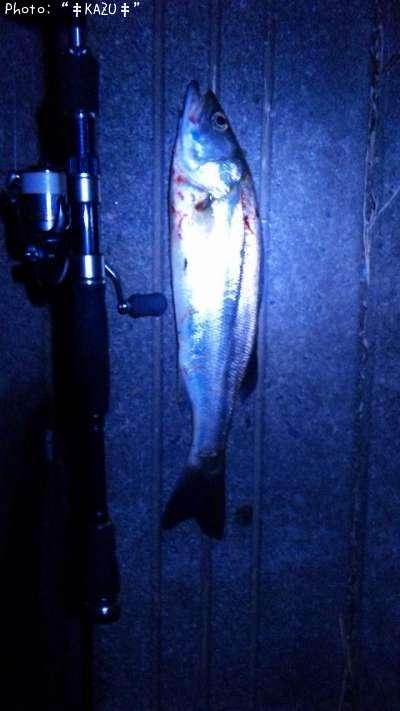 �����Х�