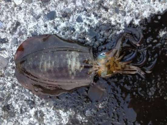 �����ꥤ��