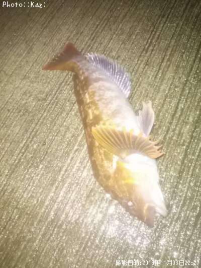 �����ʥ�