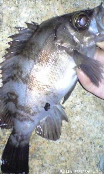 ��Х�����