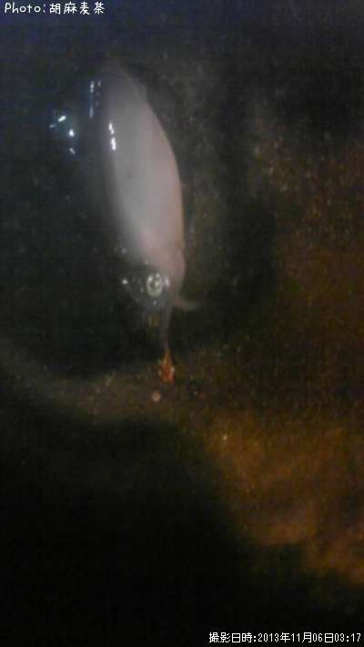 �����ꥤ��