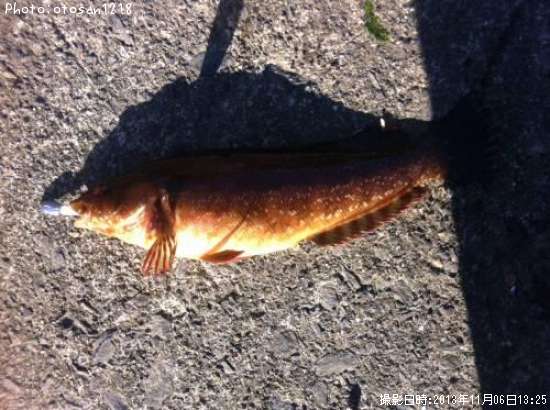 �����ʥ�