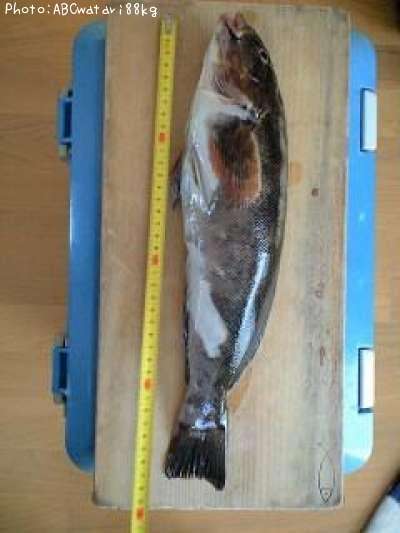 �����ʥ�