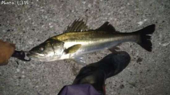 �����Х�