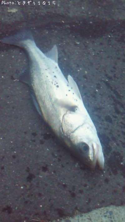 �����Х�