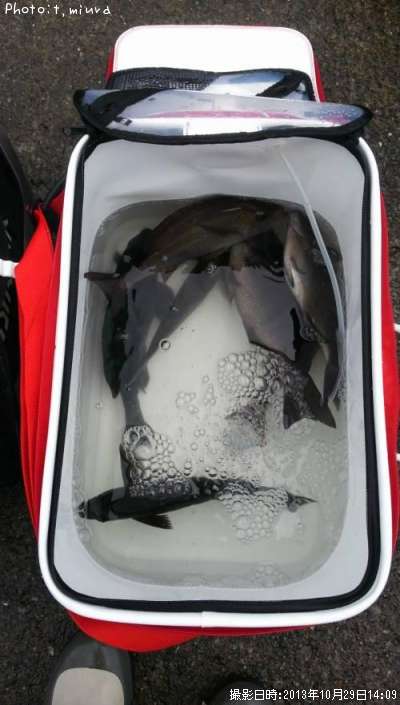 �᥸�ʡ�������