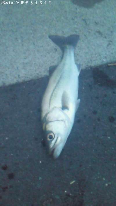 �����Х�