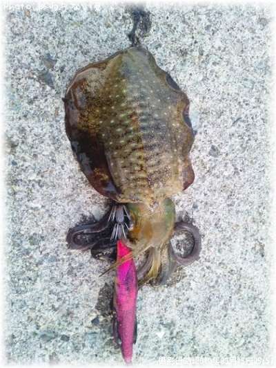 �����ꥤ��