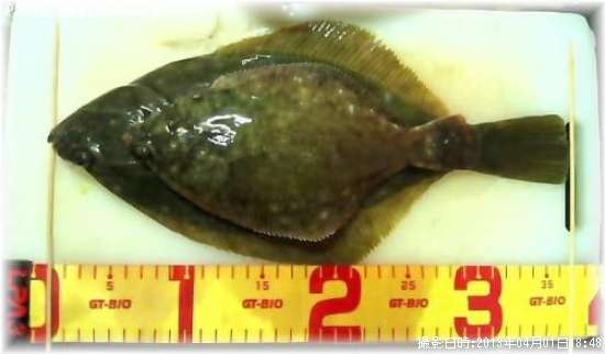 �������쥤���ޥ����쥤