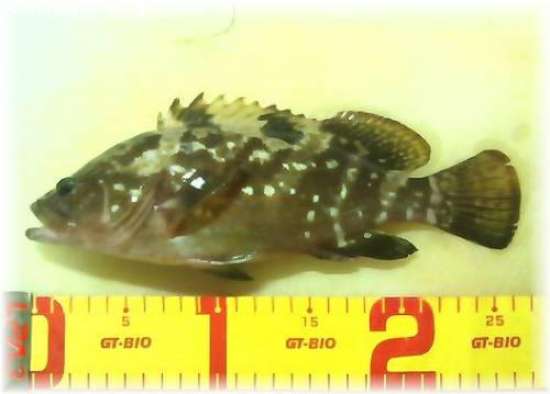 �����ϥ�