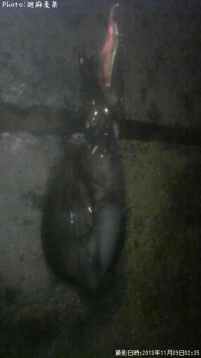 �����ꥤ��