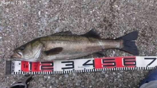 �����Ф�