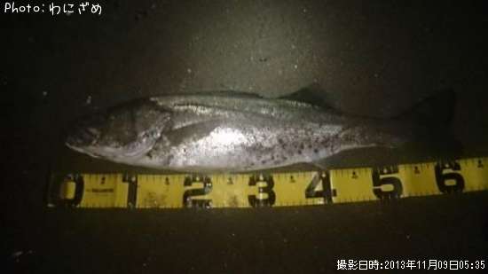 �����Х�