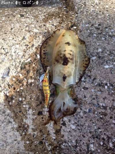 �����ꥤ��