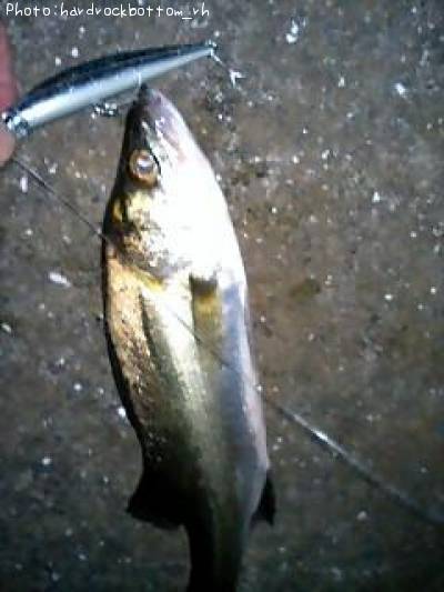 �����Х�