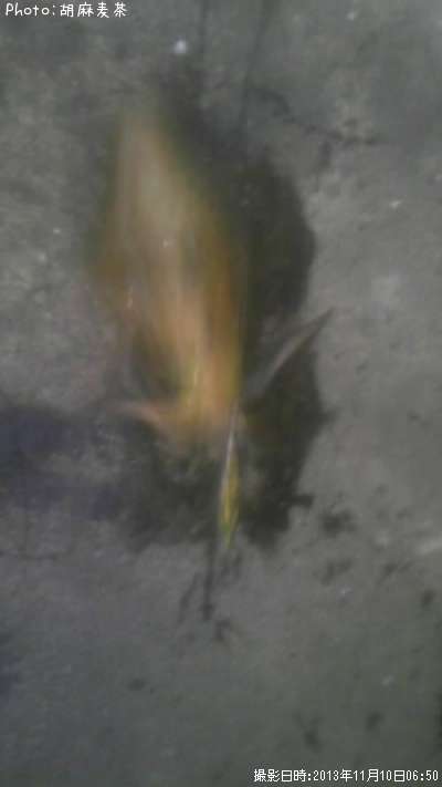 �����ꥤ��