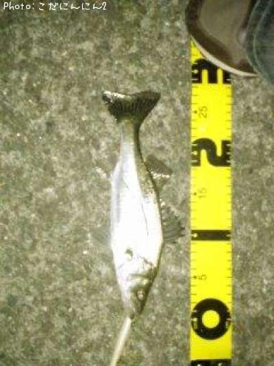 �����Х�