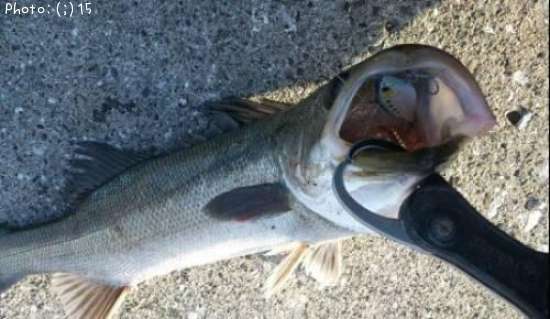 �����Ф�