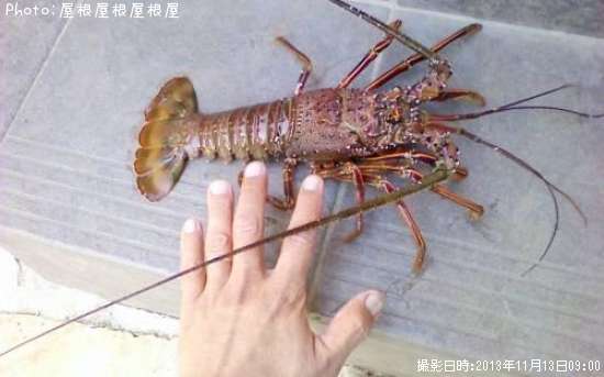 ������Ϸ���������