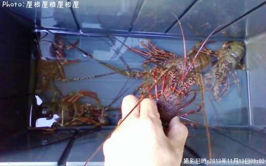 ������Ϸ�����