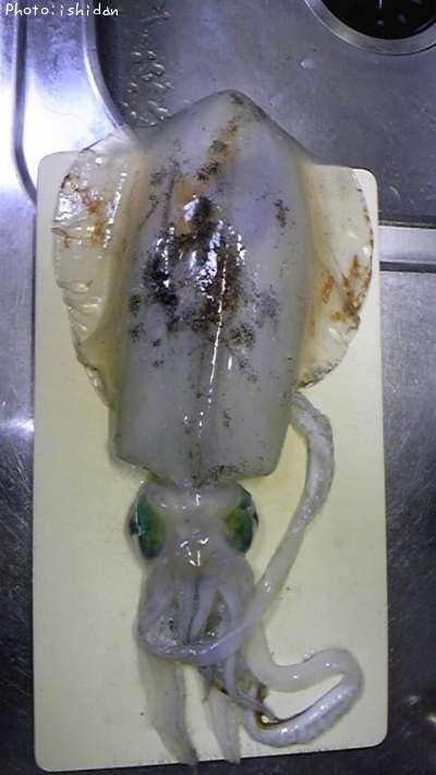 �����ꥤ��