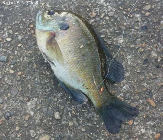 �֥롼����