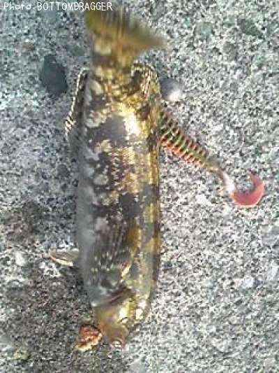 �����ʥ�