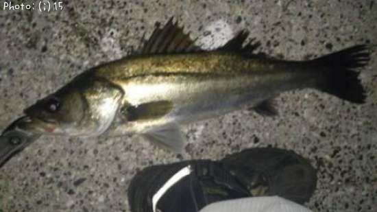 �����Ф�