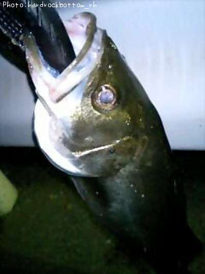 �����Х�