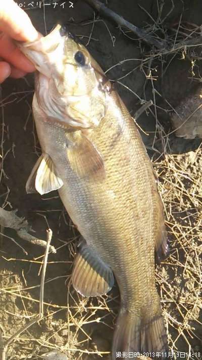 ���⡼��ޥ����Х�