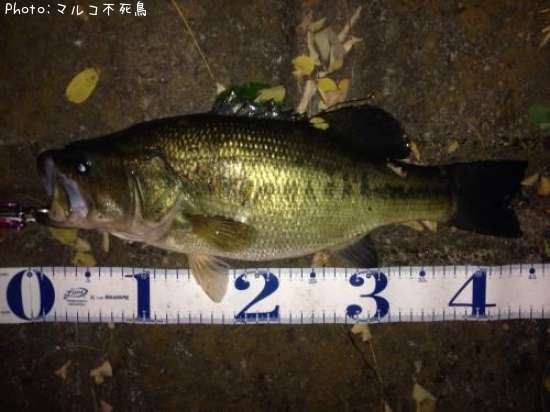 �֥�å��Х�