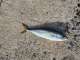 �䥺